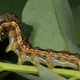 Illustration for article titled Mutated pests are quickly adapting to biotech crops in unpredicted and disturbing ways